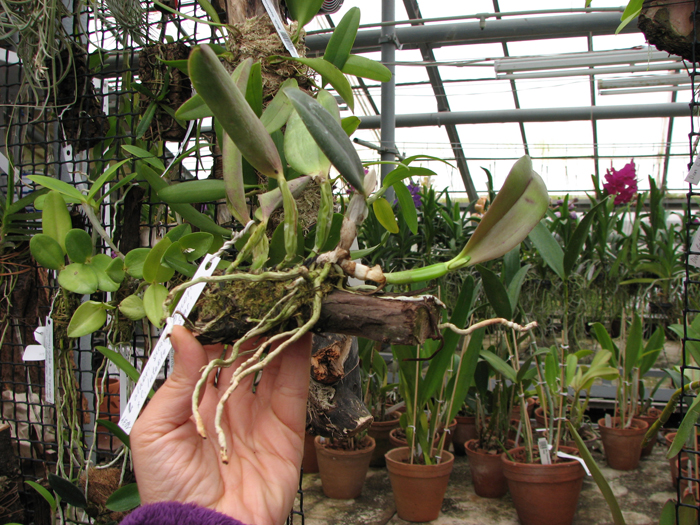 Laelia alaori suave 'Binot' x Cattleya luteola 'Big Star'.jpg