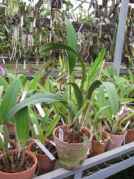 Brassolaeliocattleya (Julio Barbiero x Saint Helena Sound).jpg