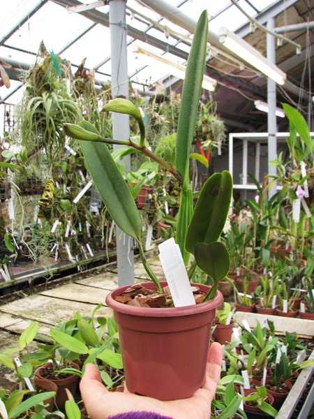 Cattleya mossiae.jpg