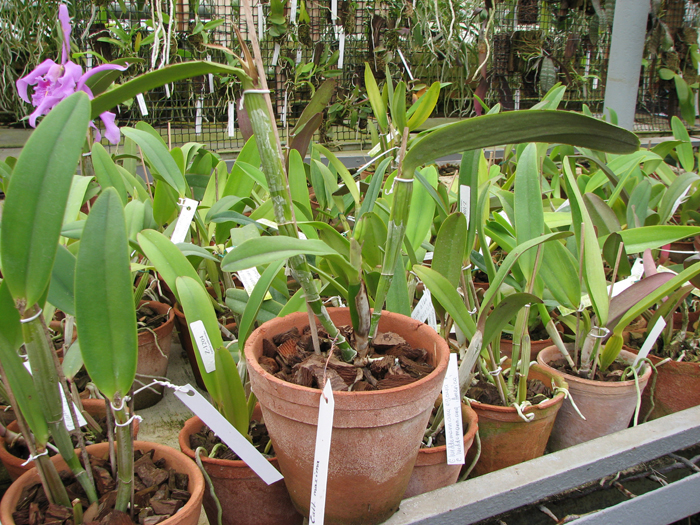 Cattleya maxima.jpg