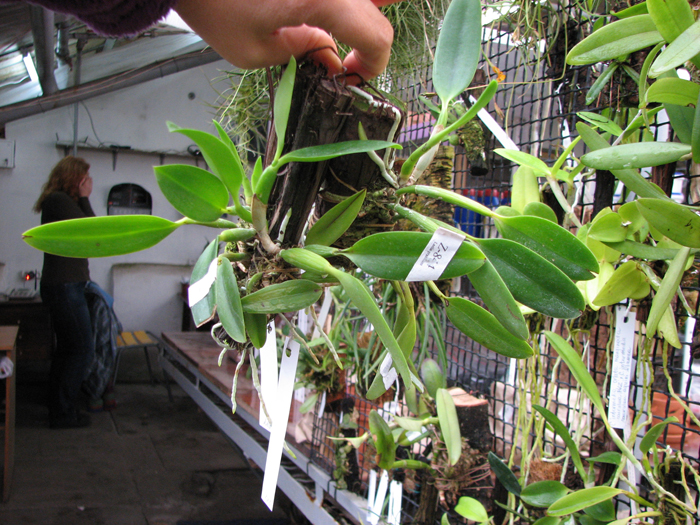 Laelia praestans 'Black Lip' XXX x Laelia praestans 'Daniel' XXX.jpg