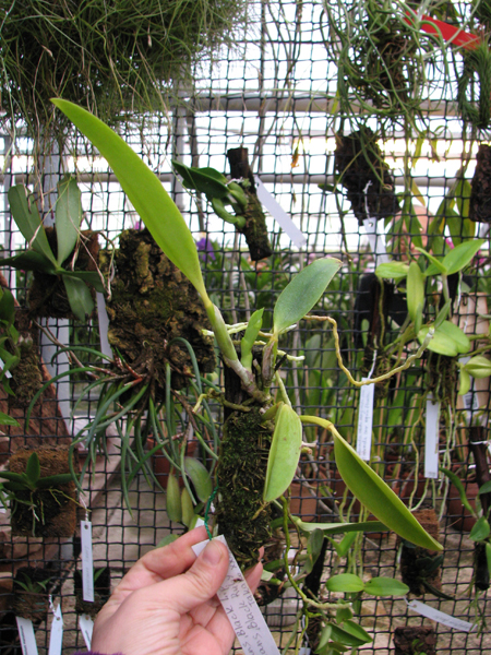 Laelia praestans 'Black Lip' XXX x Laelia praestans 'Black Ruby - Takako' XXXX.jpg