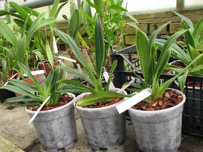 Phragmipedium kovachii.jpg