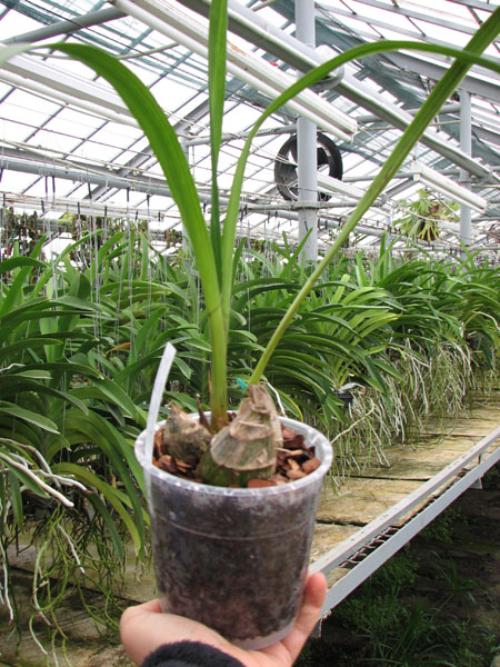 Cymbidium Red Beauty 'Evening Star'.jpg