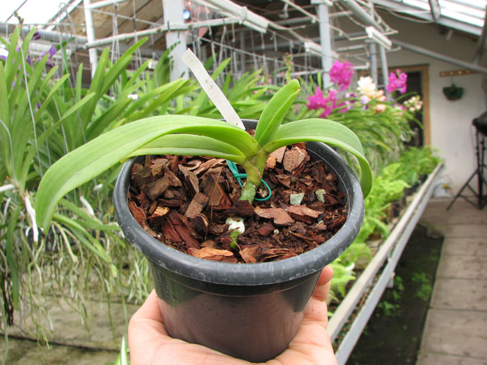 Rhynchostylis gigantea Orange.jpg