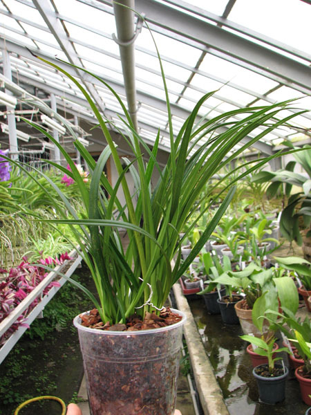 Phragmipedium pearcei.jpg