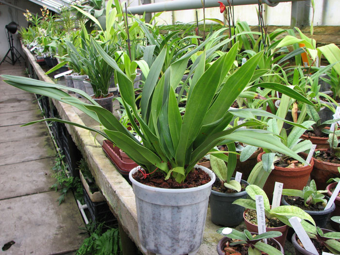 Phragmipedium Eumelia Arias (kovachii x schlimii).jpg