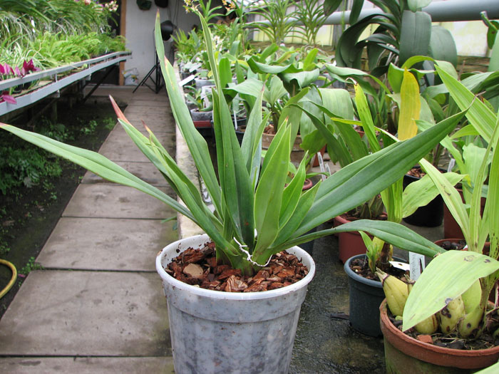 Phragmipedium schlimii.jpg
