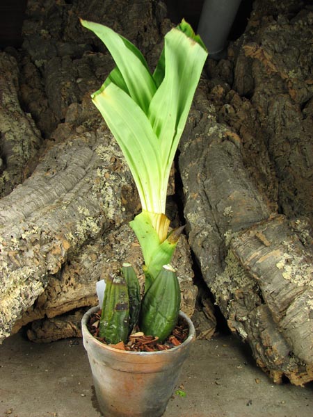 Anguloa virginalis.jpg