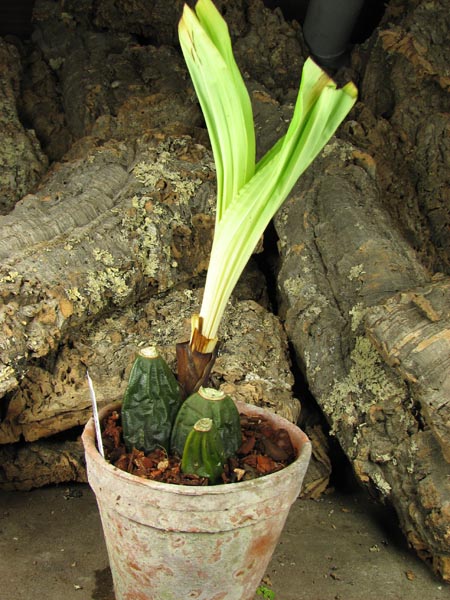 Anguloa uniflora.jpg