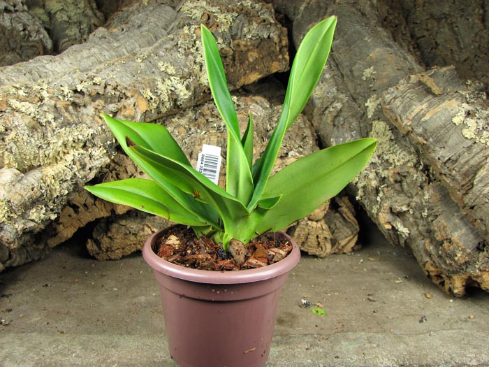 Phragmipedium Fritz Schomburg (besseae x kovachii).jpg