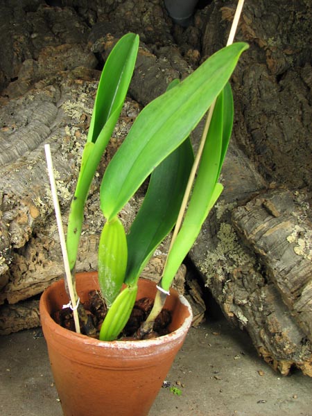 Cattleya rex var Moyobamba.jpg