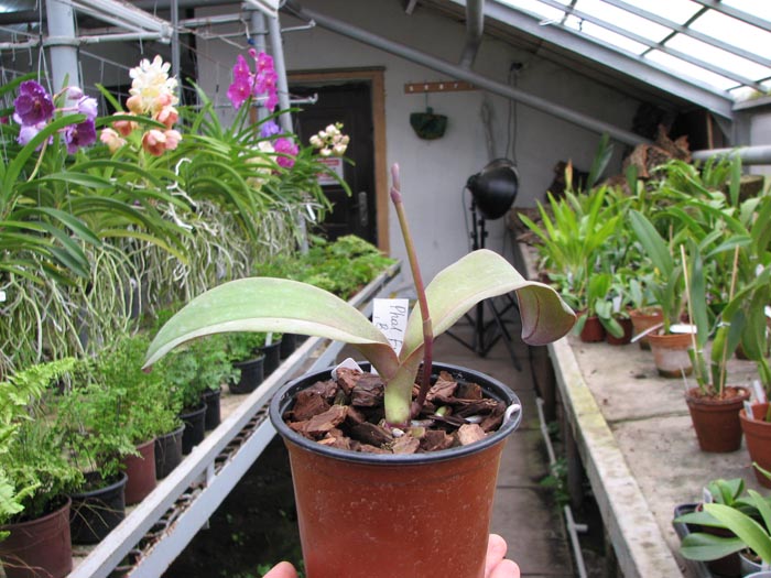 Phal Everspring Prince 'Butterly'.jpg