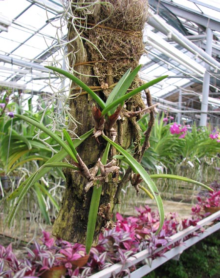 Ceratostylis rubra.jpg