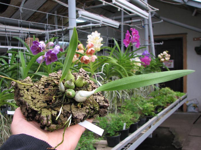 Encyclia mariae x Encyclia tampense semi-alba.jpg