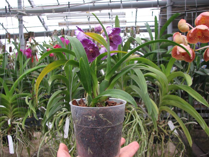 Howeara Chian-Tzy Lovely 'CT Moon Beauty'.jpg