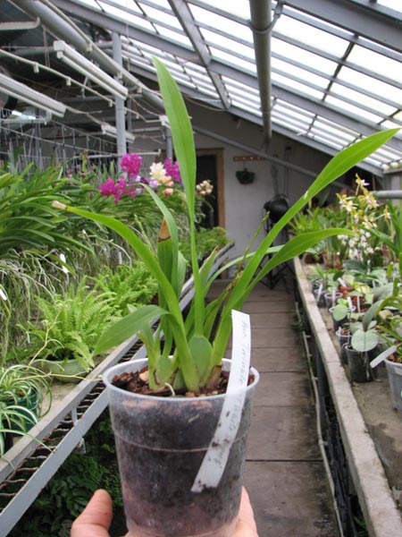 Oncidium Twinkle 'CT White Strong'.jpg