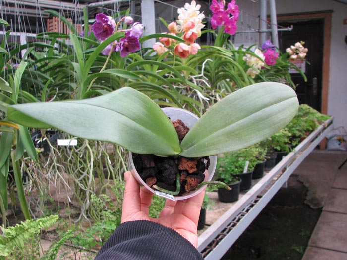 Phalaenopsis (Su Ann Cricket x Penang Jewel) x gigantea.jpg