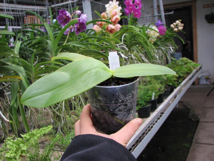 Phalaenopsis violacea sumatra x gigantea.jpg
