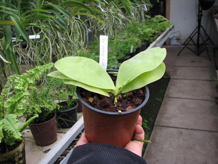 Phalaenopsis violacea.jpg