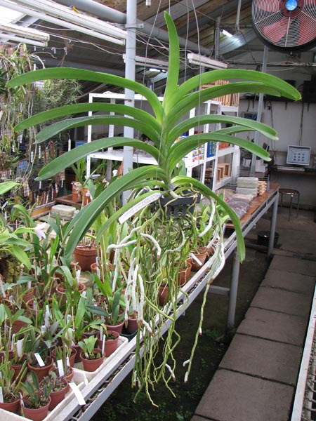 Vanda Kultana Ruby x Patcharee's Delight.jpg