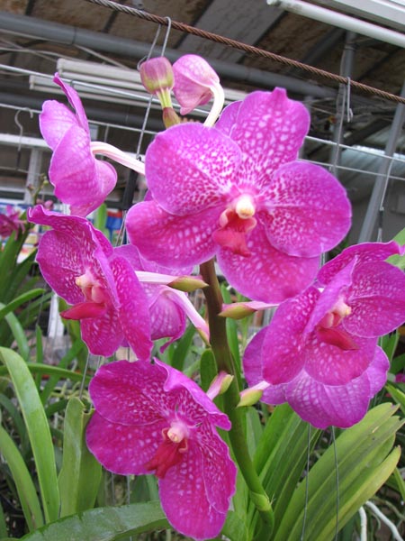 Vanda Siriporn Pink.jpg