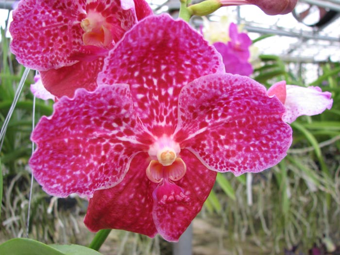 Vanda Pimsai x Vanda Tarab Waxy.jpg
