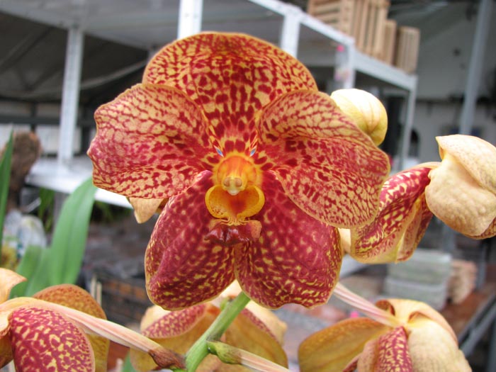 Vanda Vivan x Ascocenda Suksamran Gold.jpg