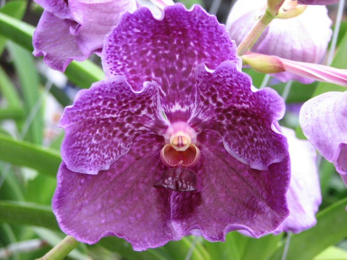 Vanda Pures Wax Patchara.jpg