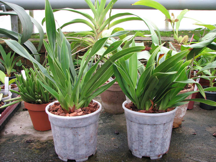 Phragmipedium Eumelia Arias (kovachii x schlimii).jpg