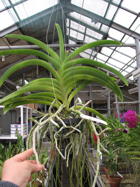 Ascocenda Phairot x Ascocenda Yip-Gua Chia Long.jpg