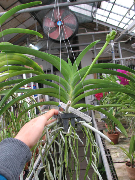 Ascocenda Kulwadee Fragrance 'Maroon Spot'.JPG