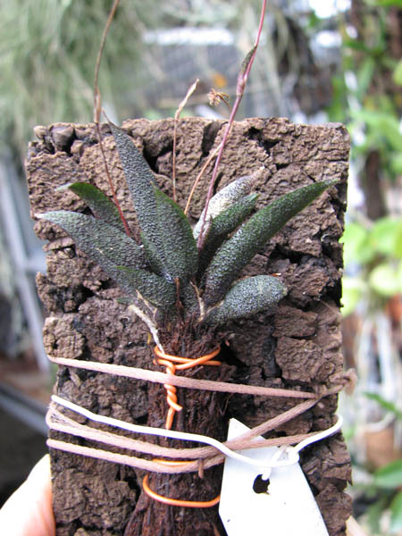 Macroclinium aurorae.JPG