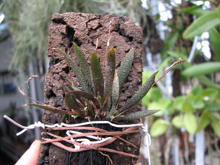 Macroclinium aurorae.jpg