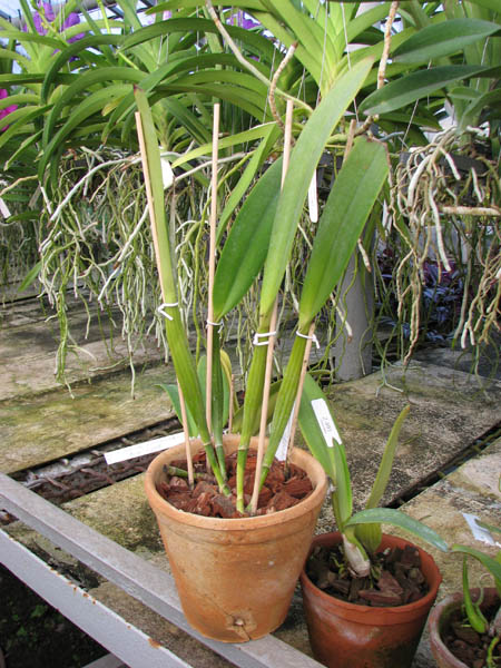 Cattleya schroederae.jpg