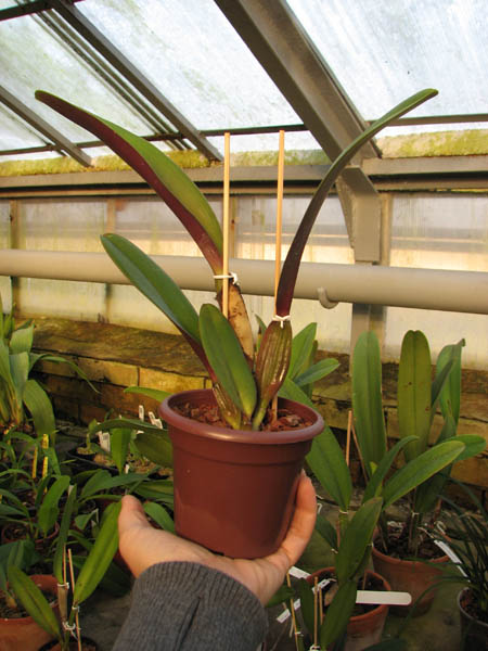 Cattleya rex var Ayacucho.jpg