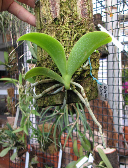 Phalaenopsis pulchra.jpg