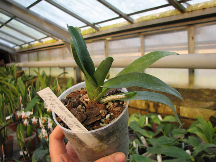 Angraecum Lemforde White Beauty.jpg