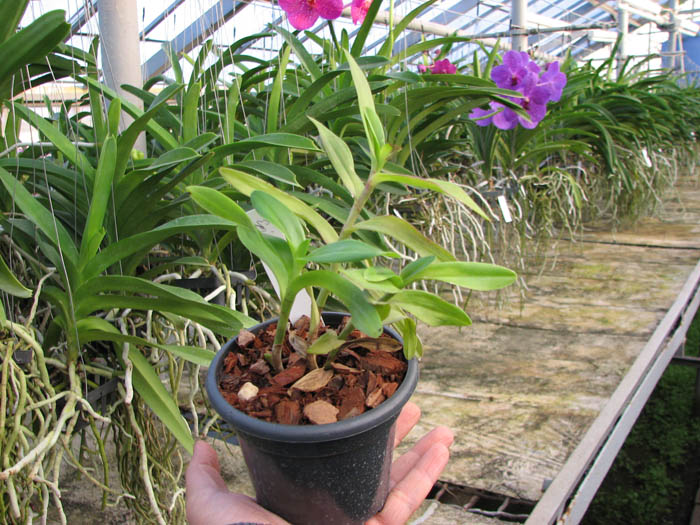 Epidendrum Mauve.jpg