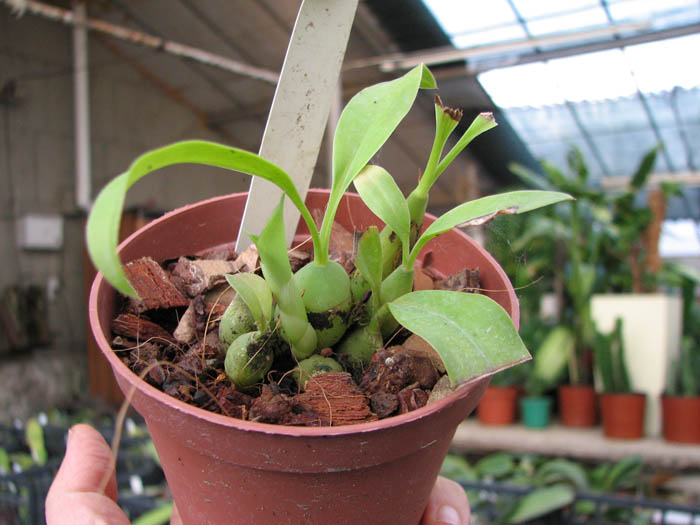 Coelogyne barbata.jpg