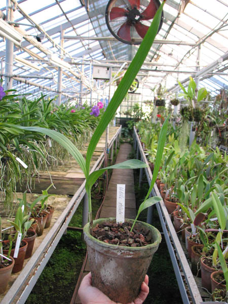 Bletilla striata.jpg