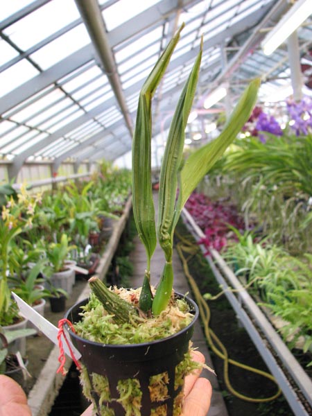 Paphinia neudeckeri.jpg