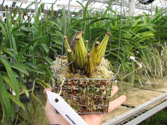 Coryanthes alborosea.jpg