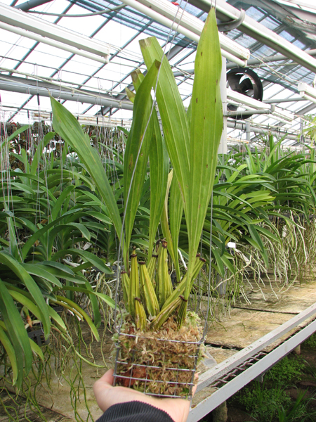 Coryanthes macrantha.jpg