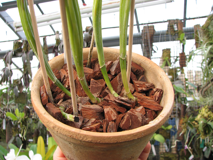 Cattleya schroederae.jpg