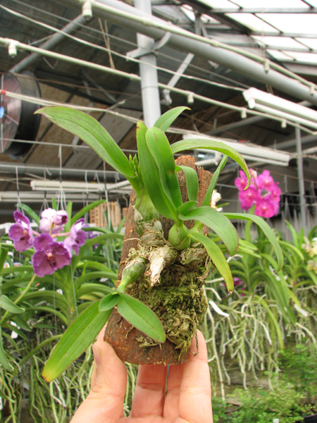 Dendrobium peguanum.jpg