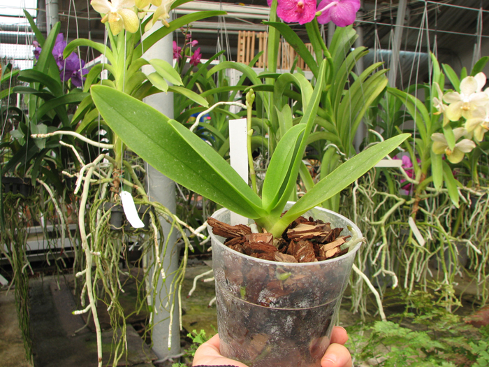 Doritaenopsis Kenneth Schubert x Doritaenopsis Purple Martin x Doritis pulcherrima 'Blue'.jpg