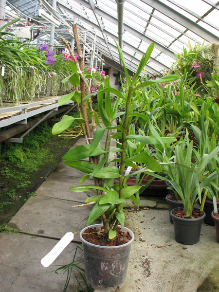 Dendrobium Dawn Marie.jpg