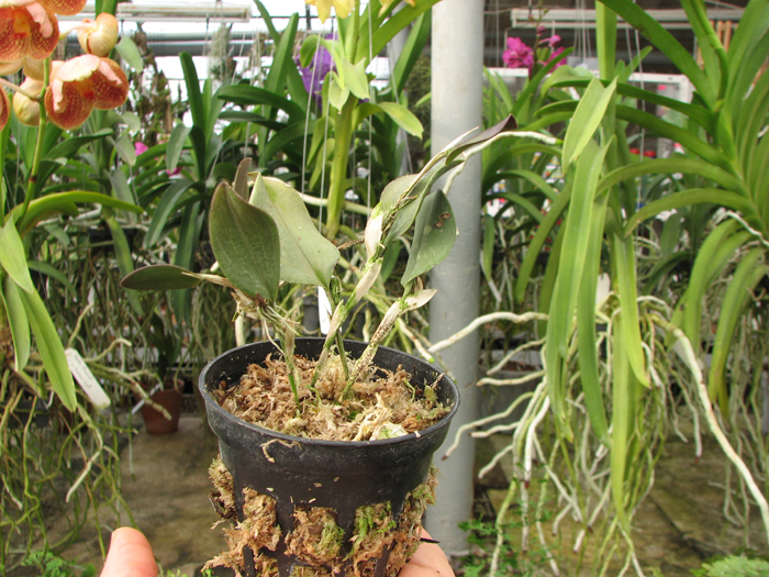 Restrepia antennifera.jpg