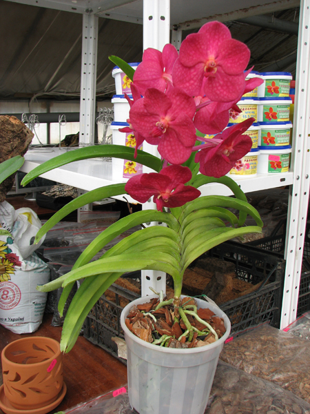 Ascocenda Krailerk x Vanda Wirat x Ascocenda Vilas.jpg